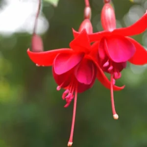 2 Red Fuchsia Plants Live, Fuchsia Flower Plants, Fuchsia Plant Pot Indoor Outdoor, 3 to 5 Inches Tall, Live Fuchsia Plant for Growing