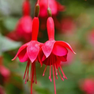 2 Red Fuchsia Plants Live, Fuchsia Flower Plants, Fuchsia Plant Pot Indoor Outdoor, 3 to 5 Inches Tall, Live Fuchsia Plant for Growing