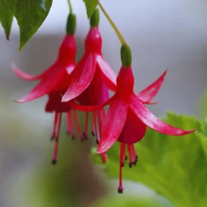2 Red Fuchsia Plants Live, Fuchsia Flower Plants, Fuchsia Plant Pot Indoor Outdoor, 3 to 5 Inches Tall, Live Fuchsia Plant for Growing