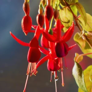 3 Red Fuchsia Plants Live, Fuchsia Flower Plants, Fuchsia Plant Pot Indoor Outdoor, 3 to 5 Inches Tall, Live Fuchsia Plant for Growing