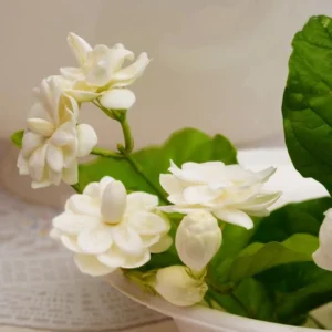 4 Blooming Jasmine Plants, Maid of Orleans Sambac Jasmine Live Plants, 4 to 6 Inc Tall, Jasmine Plant Live, Jasmine Well Rooted, Tea Jasmine Fragrant Plant, Live Jasmine Plant