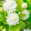 Jasmine Plant Indoor Live, 3 Plants, Grand Duke of Jasmine Plants Live, Jasmine Plant Pot, Live Jasmine Plant Indoor Outdoor, 4 to 6 Inc Tall, Jasmine Starter Plant