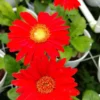 Set of 2 Red Daisy Plants, Gerbera Daisy Live Plants, 5 to 7 Inches Tall, Gerbera Daisy Plants, No Potted, Daisy Live Plant, Daisy Plants Live for Gardening, Daisy Flower Plant