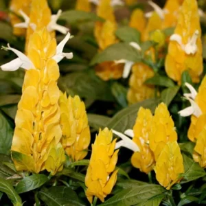 Yellow Shrimp Plants Live, 4 Golden Shrimp Plants Pot, Shrimp Starter Plants, Live Shrimp Plant Indoor Outdoor, 4 to 6 Inches Tall