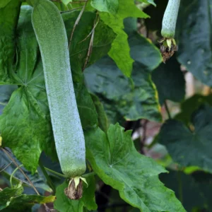 Luffa Plants Live, Live Luffa Plants, 04 Plants in 4 Inch Pot, Luffa Gourd Plant, Loofah Plant Live Indoor Outdoor, Luffa Plant Pot