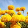 4 Plants of Mix Marigold Live Plants, Orange Yellow Marigold Plants Live, 4 to 8 Inc Tall, Marigold Flowers Live Plants, 4 Inc Potted, Live Marigold Plants, Ready to Plant