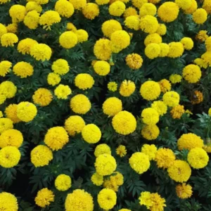 Pack 4 Marigold Live Plants, Yellow Marigold Plants Pot, 4 to 8 Inches in Height, Marigold Flowers Live Plants, 4 Inc Potted, Live Marigold Plants