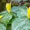 20 Trillium Roots, Mix Trillium Bulbs, Trillium Flower Bulbs, Yellow Red White Trillium Flower Bulbs for Gardening, Large Roots, Easy to Plant