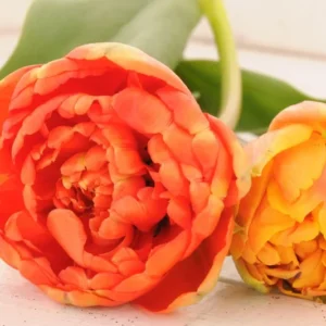 25 Assorted Tulip Bulbs for Fall, Tulip Bulb, Tulip Flower Bulbs, Large Bulbs, Tulip Bulbs for Gardening Outdoors Indoors, Easy to Plant