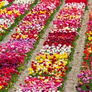 25 Assorted Tulip Bulbs for Fall, Tulip Bulb, Tulip Flower Bulbs, Large Bulbs, Tulip Bulbs for Gardening Outdoors Indoors, Easy to Plant