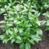 2 Sweet Basil Plants, Basil Live Plants, 3 to 5 Inches Long, Live Basil Plants, Basil Plant Live, Herb Plant Live Indoor Outdoor