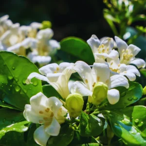 Orange Flower Jasmine Plants Live, 3 Gallon Pot, Indoor, Outdoor, Live Jasmine Plant Starter Plants, 1 Plant in Pot