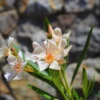 2 Dwaft Salmon Oleander Plants Live, 3 to 5 Inc Tall, Live Flowering Shrub for Pots and Gardens