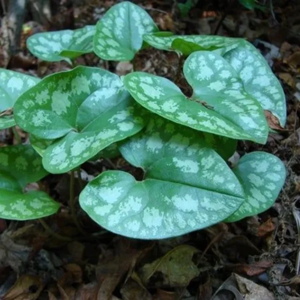 5 Heart Leaf Ginger Plants Live Bare Roots – Wild Ginger Perennials for Planting Beautiful Shade Gardens