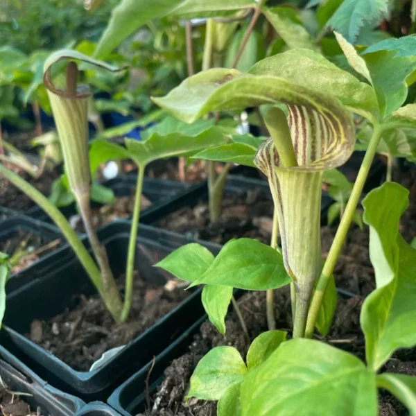 10 Jack In The Pulpit Plants Live Bare Root Perennials, Hardy Wild Flowers for Shade Gardens