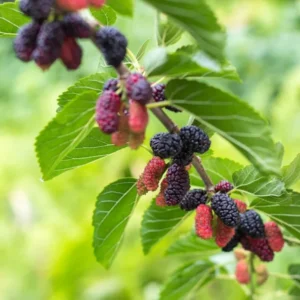 3 Dwarf Mulberry Trees Live Plants – Cold Hardy Everbearing Mulberry Starter Plants, Perfect for Home Gardens and Fruit Harvesting
