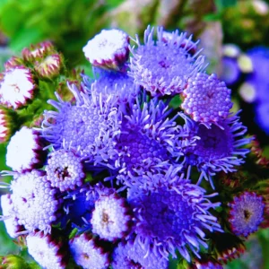 Set 4 Blue Ageratum Plants Live in 4'' Potted, Ageratum Flower Plant Pot, Live Ageratum Plant for Gardening Indoor Outdoor, Annual Flower Plants