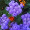 Set 4 Blue Ageratum Plants Live in 4'' Potted, Ageratum Flower Plant Pot, Live Ageratum Plant for Gardening Indoor Outdoor, Annual Flower Plants