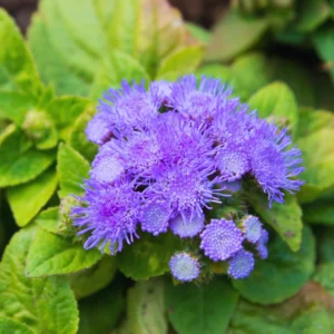 Set 4 Blue Ageratum Plants Live in 4'' Potted, Ageratum Flower Plant Pot, Live Ageratum Plant for Gardening Indoor Outdoor, Annual Flower Plants