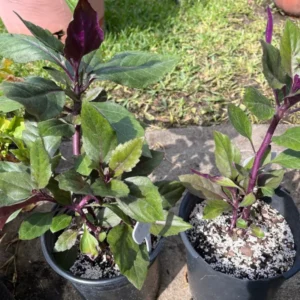 2 Okinawa Spinach 4 To 5 Inches Bareroot, Spinach Plant Live For Planting, Live Vegetable Plant Outdoor