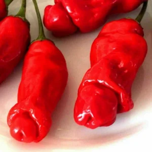 50 Pepper Seeds for Planting Outdoors, High Germination Rate, Non GMO, Heirloom Seeds - Peter Pepper Seeds