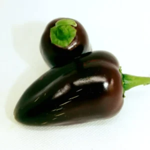 100 Pepper Seeds for Planting Outdoors, High Germination Rate, Non GMO, Heirloom Seeds - Sweet Chocolate Pepper Seeds