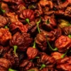 100 Pepper Seeds for Planting Outdoors, High Germination Rate, Non GMO, Heirloom Seeds - Chocolate Carolina Reaper Pepper Seeds