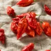 100 Pepper Seeds for Planting Outdoors, High Germination Rate, Non GMO, Heirloom Seeds - Red Bhut Pepper Seeds
