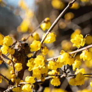 Wintersweet Tree Live Plant – Fragrant Yellow Flowers, Winter Blooming Seedling in 4-Inch Pot, Ideal for Home Gardens