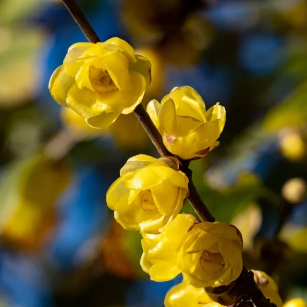 Wintersweet Tree Live Plant, In 4 Inch Pot, Yellow Wintersweet Seedling, Fragrant Flowers, Winter Blooming
