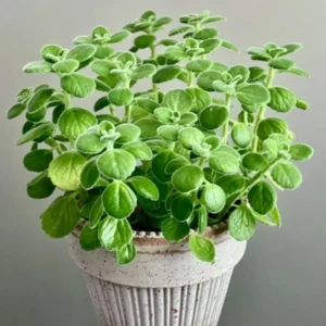 Plectranthus Vick Plant Live, In 4 Inch Pot, Fragrant Plants, House Plants, Garden Plants