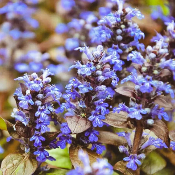 3 Chocolate Ajuga Live Plants in 3.5-Inch Pot – Hardy Ground Cover for Stunning Garden Landscapes