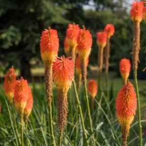 4 Red Hot Poker Lily Plants Bareroots – Vibrant Kniphofia for Stunning Garden Blooms