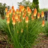 4 Red Hot Poker Lily Plants Bareroots – Vibrant Kniphofia for Stunning Garden Blooms