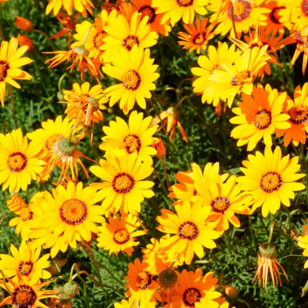 Yellow Coreopsis Live Plant, Tickseed Coreopsis Flowers Perennial, In 4 Inch Pot, Coreopsis Plant Live For Planting