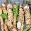 2Lbs Bareroot Horseradish Roots For Planting, Live Horseradish Crown, Sold By Weight