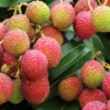 Sweet Lychee Tree Live Plant, Live Lychee Plant Live - 5 to 9 Inch Tall - Litchi Fruit Outdoors - Zone 9 to 12