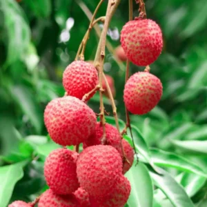 Sweet Lychee Tree Live Plant, Live Lychee Plant Live - 5 to 9 Inch Tall - Litchi Fruit Outdoors - Zone 9 to 12