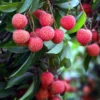 Sweet Lychee Tree Live Plant, Live Lychee Plant Live - 5 to 9 Inch Tall - Litchi Fruit Outdoors - Zone 9 to 12