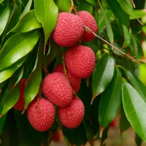 Lychee Tree Live Plant, Sweet Litchi Fruit Tree for Outdoor Growing, 5-9 Inches Tall, Hardy in Zones 9 to 12