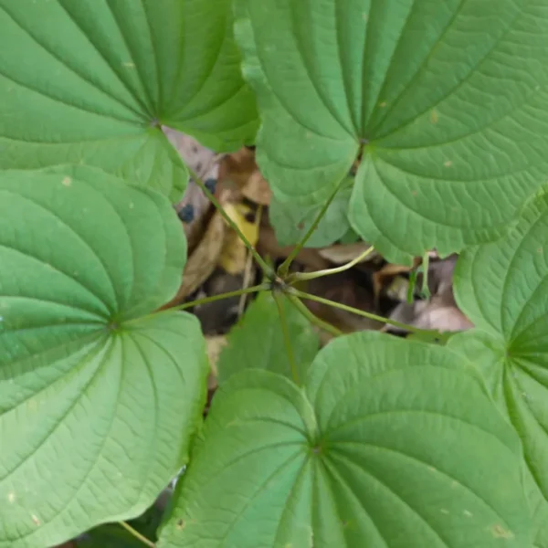 3 Wild Yam Plants Bare Roots Dioscorea Villosa Perennial Vine Bulbs For Plant Native Herb Wildflower