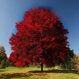 Brandywine Maple 2.5” Pot