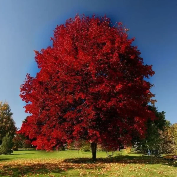 Brandywine Maple 2.5” Pot
