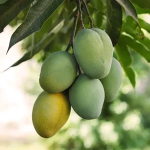 Grafted Carrie Mango, 3 Gallon Pot