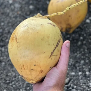 Very Rare Costa Rican Certified Dwarf Yellow Malayan Coconut Seeds