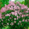 Lilac Tree Live Plant - 6 to 12 Inch Tall, Well Rooted, Easy to Plant, Perennial Flower
