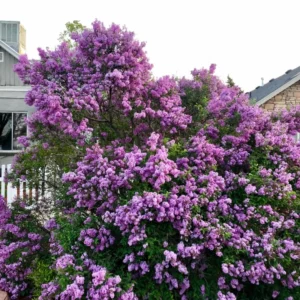 Lilac Tree Live Plant, Well Rooted, 6 to 12 Inch Tall, 4 Inch Pot, Perennial Flowers for Outdoor Garden or Hedge