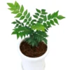 Murraya Koenigii Curry Leaf Plant Live – Sweet Neem Tree 5-9 Inch Tall in Compact 4-Inch Pot for Planting