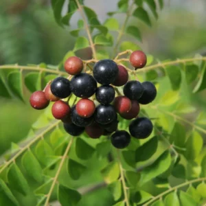 Curry Leaf Plant Live, 5-9 Inch Tall Murraya Koenigii Curry Leaves Tree In 4-Inch Pot, Sweet Neem Tree