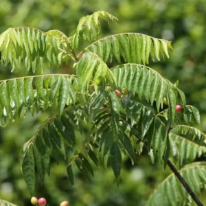 Curry Leaf Plant Live, 5-9 Inch Tall Murraya Koenigii Curry Leaves Tree In 4-Inch Pot, Sweet Neem Tree